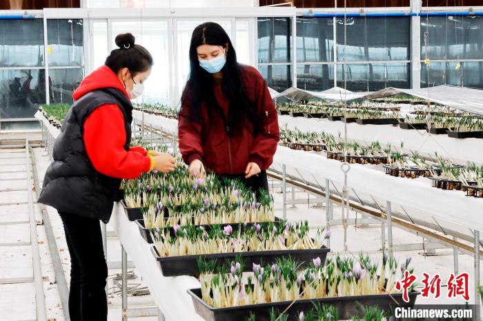 浙江金华推介藏红花在新疆温宿试种成功并成采收