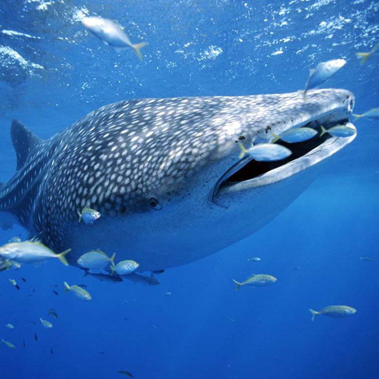 世界上最大的鱼类排名 体型最大的鱼类排行榜前十名