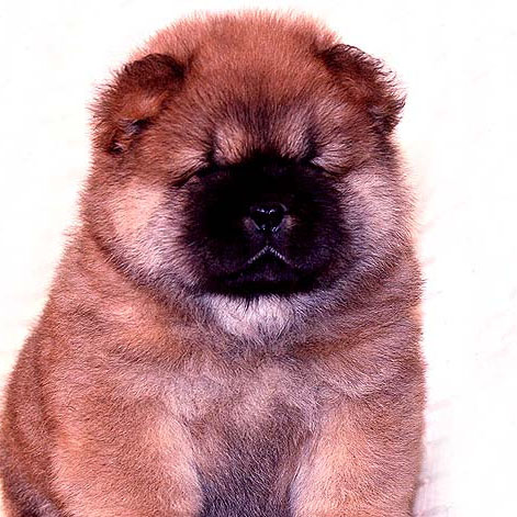 世界上体味最重的十种狗狗 体味最重的狗狗排行榜前十名