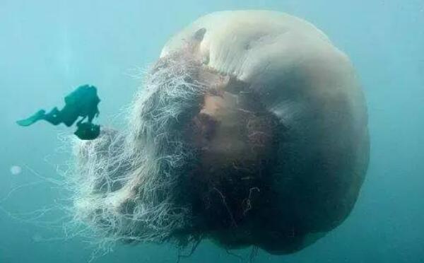 世界上最大的水母是什么水母？北极霞水母触手长达40多米
