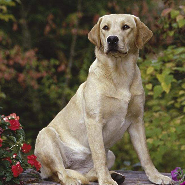 世界十大最忠诚的狗狗 世界最忠诚的狗排名前十
