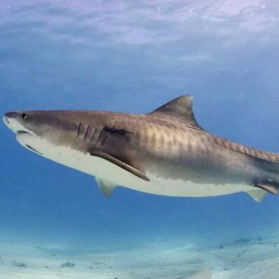 现存十大最大的鲨鱼 世界上最大的十种鲨鱼排名