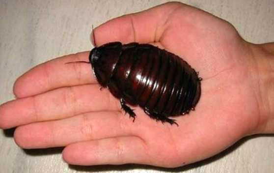 世界上十大最奇怪昆虫 犀牛蟑螂没有翅膀第一长得像外星人