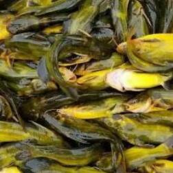 中国最好吃的淡水鱼排名 最好吃的淡水鱼排名前十