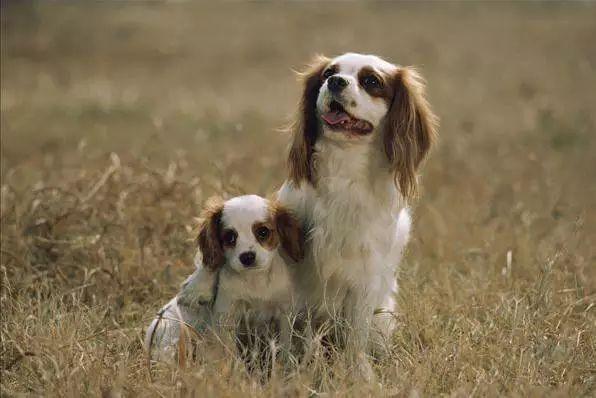 世界名犬品种大全 中国最常见的45种宠物名犬