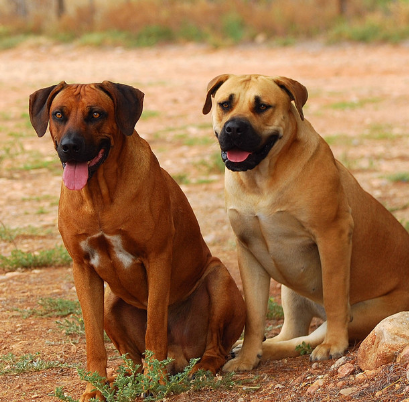 世界十大最好的狩猎犬 狩猎犬品种排名榜