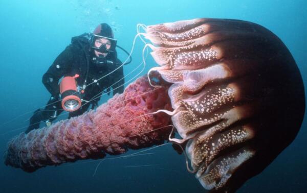 世界上最大的水母是什么水母？北极霞水母触手长达40多米