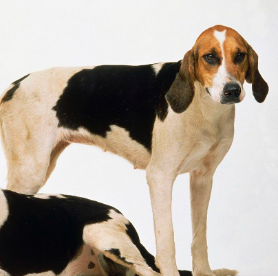 世界十大最好的狩猎犬 狩猎犬品种排名榜