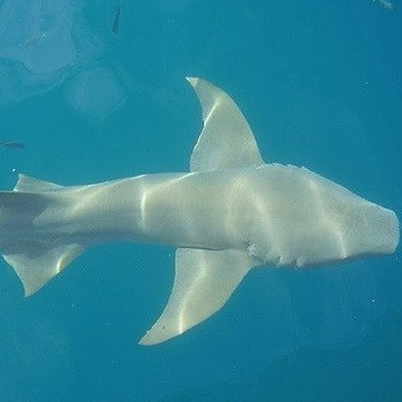 现存十大最大的鲨鱼 世界上最大的十种鲨鱼排名