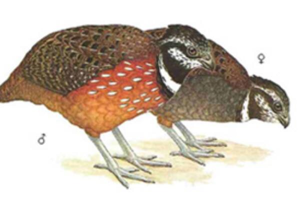 领林鹑:一种广泛分布于南美的鸟类(身上长满星星斑)