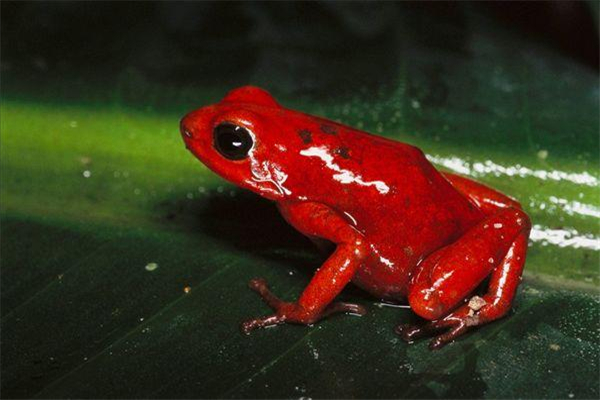 红带箭毒蛙：色彩斑斓的一种青蛙（强大的毒性）