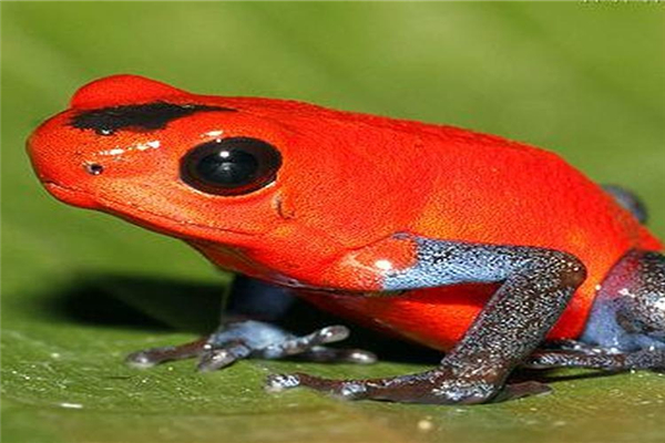 红带箭毒蛙：色彩斑斓的一种青蛙（强大的毒性）