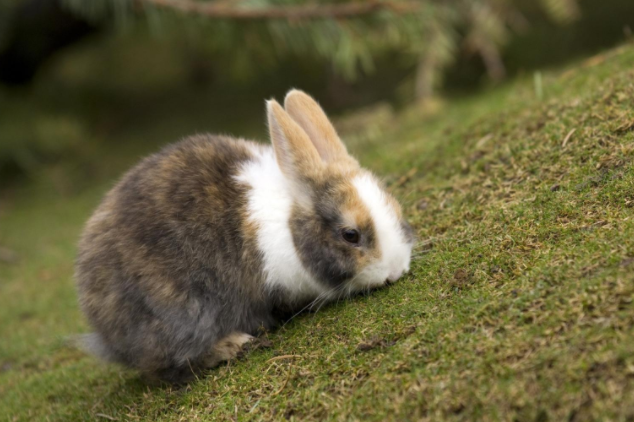 属兔的几月出生最好命 属兔的人2023年的运气怎么样