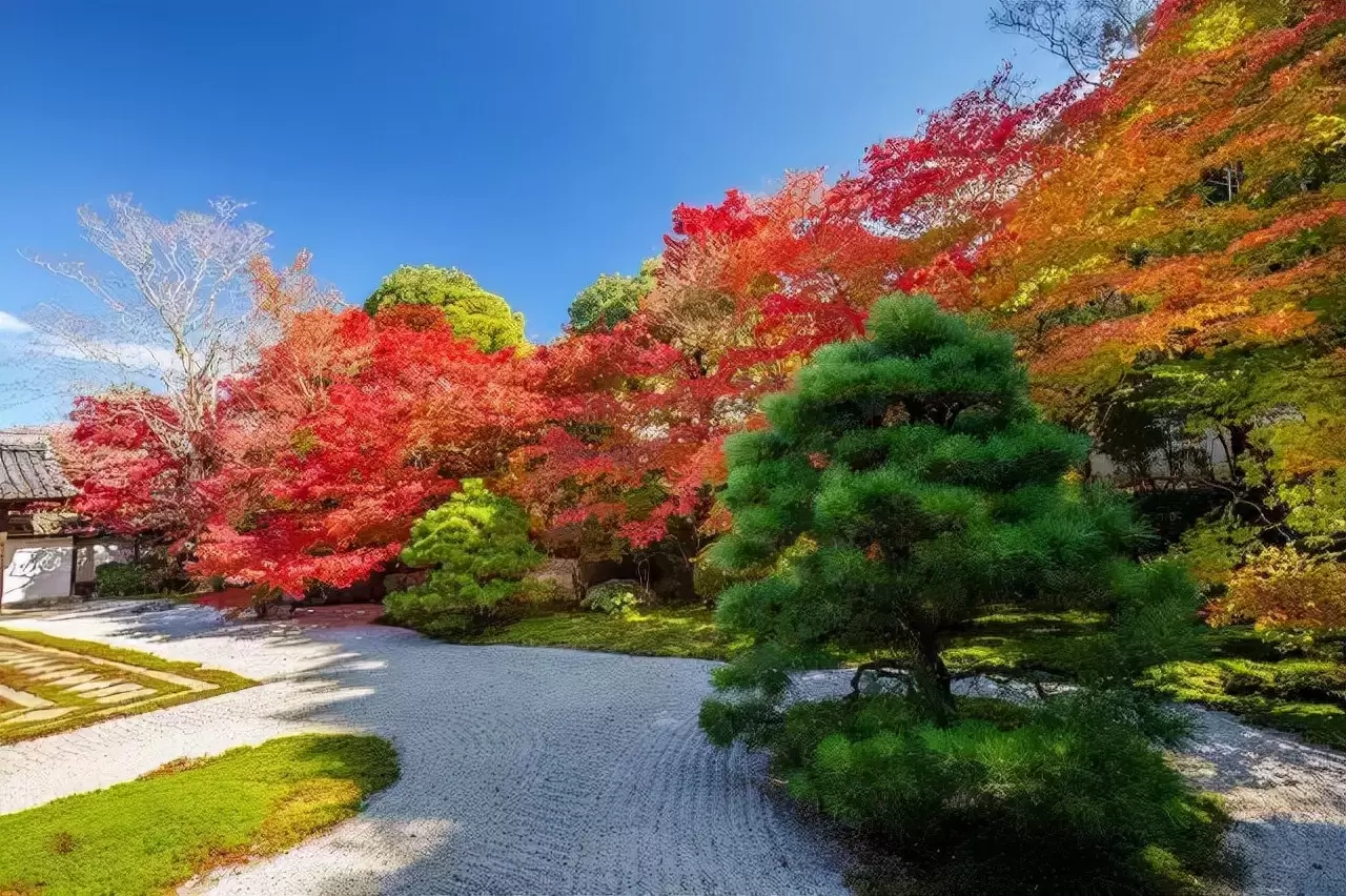 日本京都枫叶哪里最好？