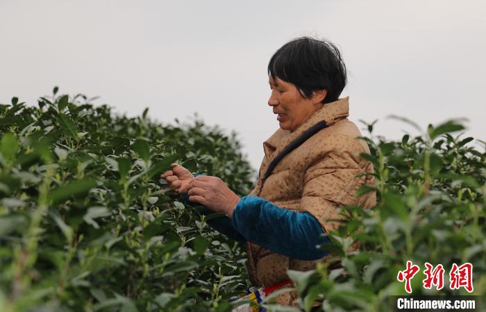 千年贡茶开采 数字技术助农增收