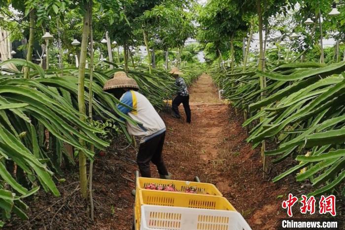 海南儋州：特色农业“接二连三”融合发展助推乡村振兴