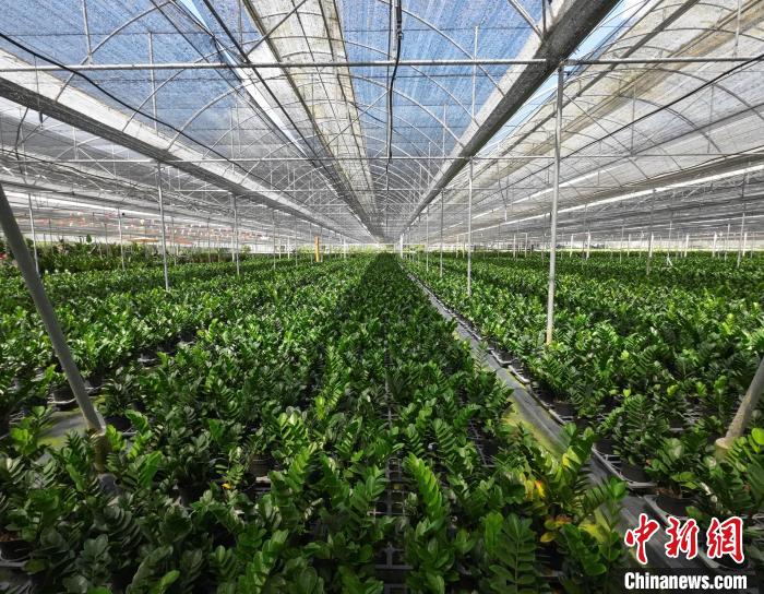 海南乐东：小小金钱树成为乡镇发展大产业