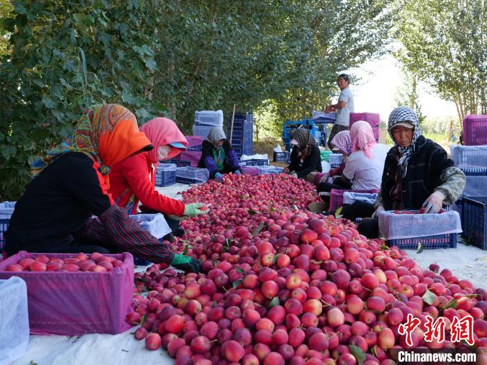 内蒙古：金秋时节迎丰收 椒红果香促增收