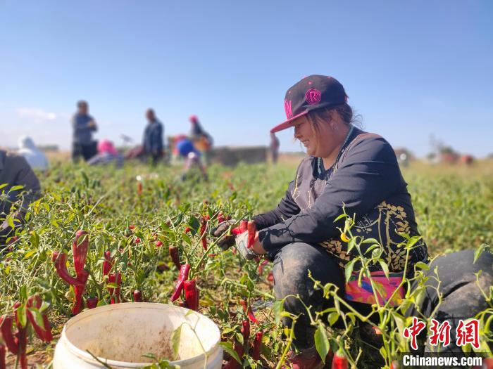 内蒙古：金秋时节迎丰收 椒红果香促增收