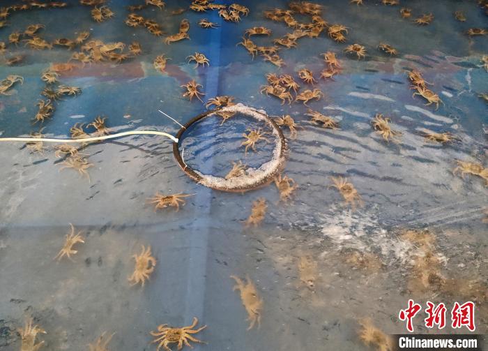 新疆地产螃蟹畅销市场