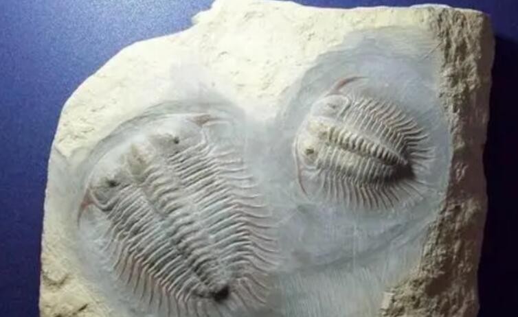 最古老的生物化石是什么 最古老的生物活化石是什么