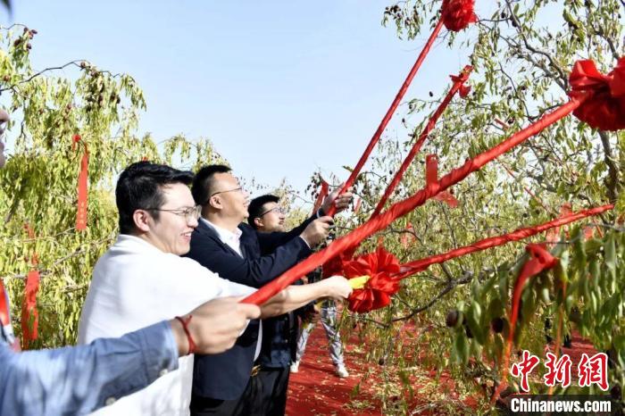 新疆兵团红枣产业如何实现高质量发展？