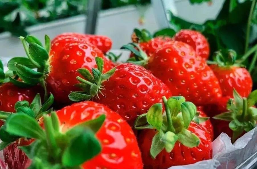草莓如何保存 蓝莓怎样保存时间更长