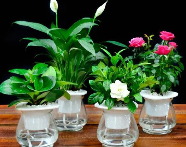 装修后怎样选择可以净化室内空气的绿色植物 屋里装修好用什么净化空气