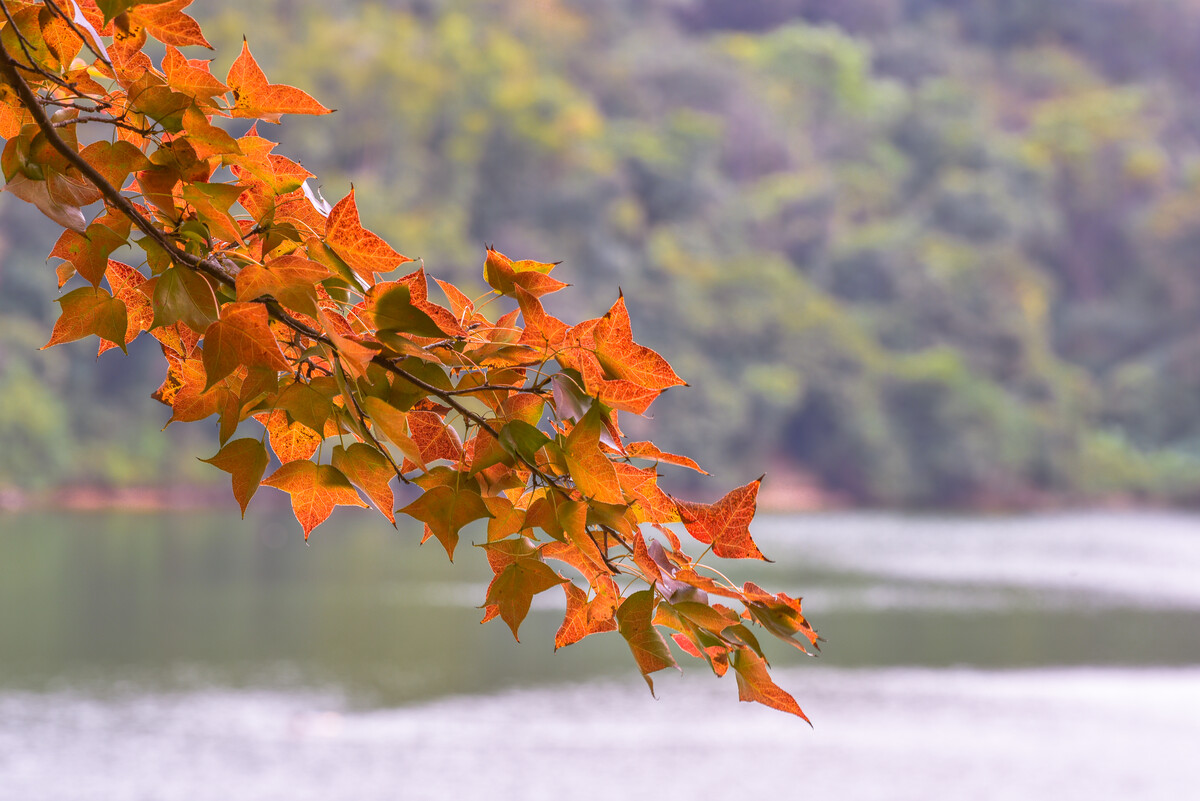 深圳周边哪里可以看枫叶 深圳周边赏秋好去处