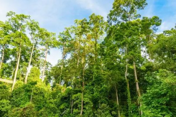 热带雨林是什么梗