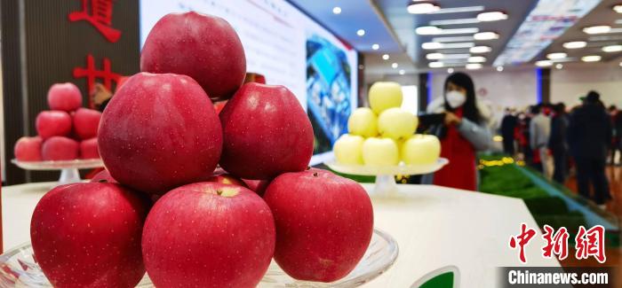 静宁苹果何以成为甘肃农特产“头牌”？