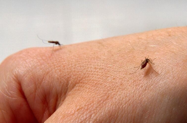 预防蚊子咬的小妙招有哪些 预防蚊子的办法