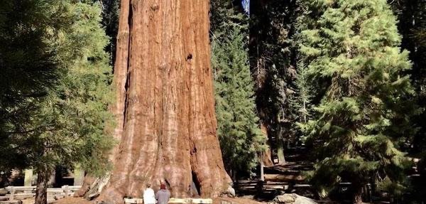 世界上最古老的树是什么（中国寿命最长的树是什么）