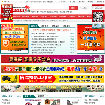 信鸽中国网网站图片展示
